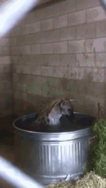 a hyena splashing around in a water-filled metal tub